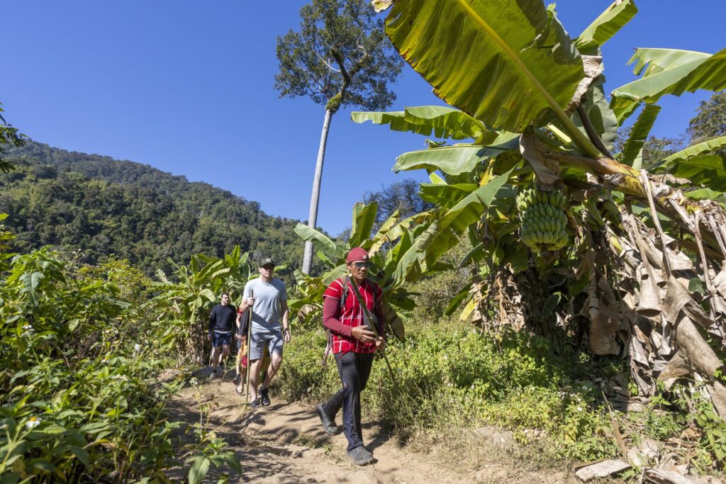 A guide leading walkers along a jungle trail