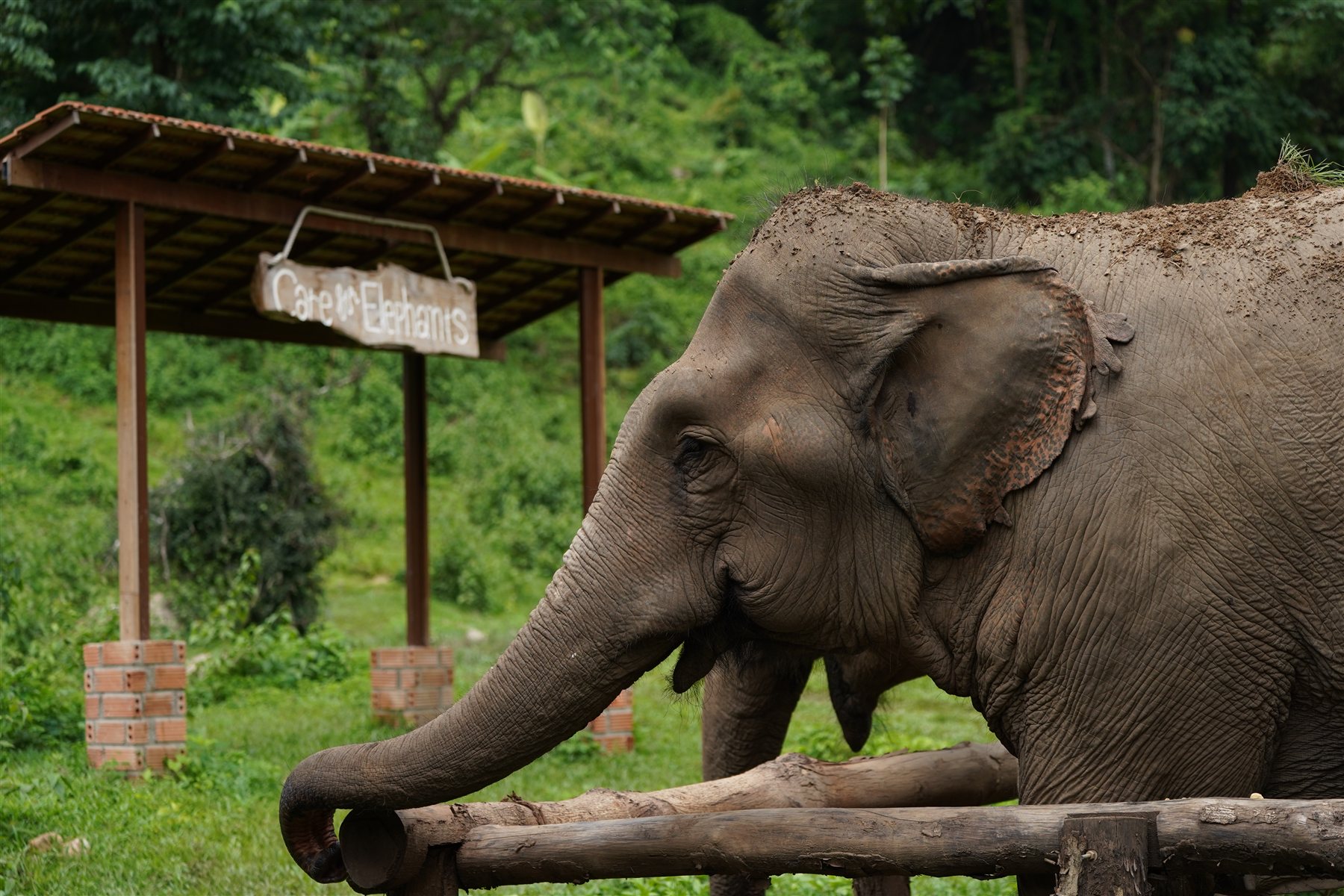 Care for Elephants — ethical elephant observation in Mae Taeng, Chiang Mai