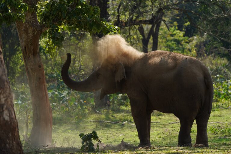 Elephant dust-bathing under a tree at the ethical elephant camp in Mae Taeng
