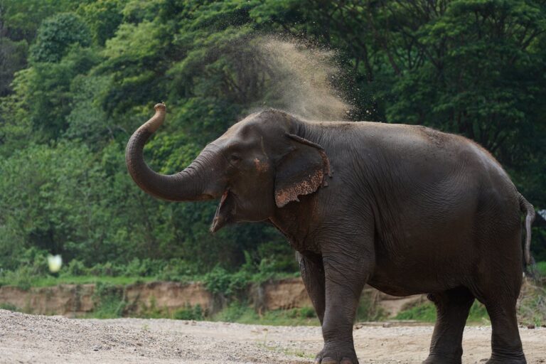 Elephant dust-bathing on the riverbank in Mae Taeng, Chiang Mai