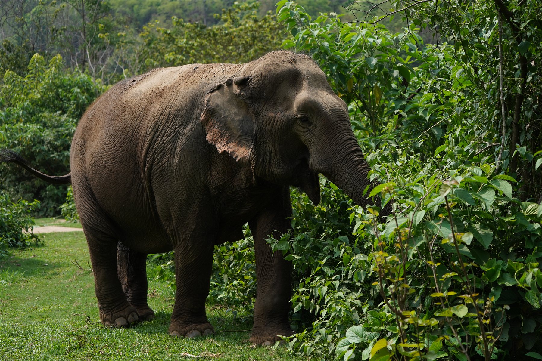 Elephant browsing on wild plants at the ethical camp in Mae Taeng