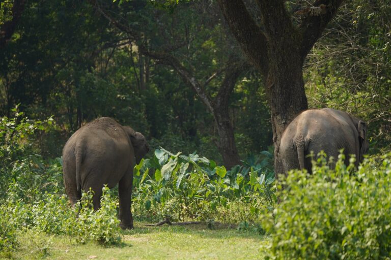 Elephants walking into the jungle at the Mae Taeng elephant camp