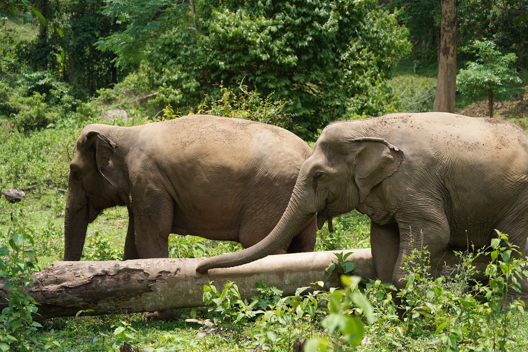 Elephants roaming freely in the forest of Mae Taeng, Chiang Mai