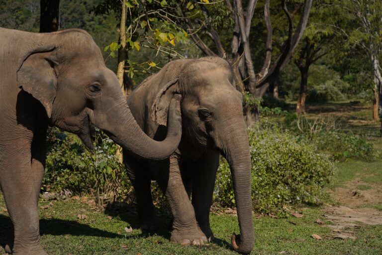Two elephants greeting each other with their trunks in the jungle near Mae Taeng, Chiang Mai