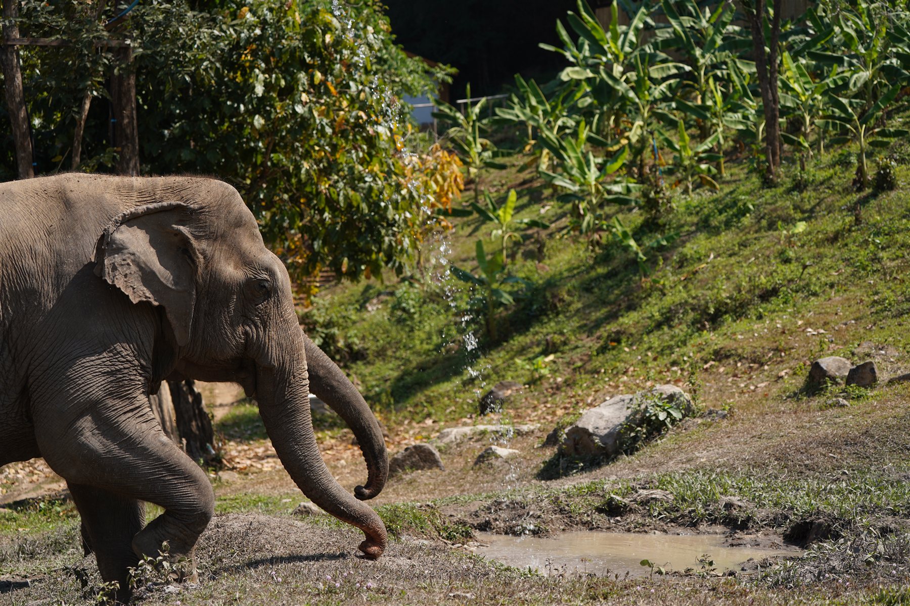 Elephant roaming near a natural pond in the Mae Taeng jungle