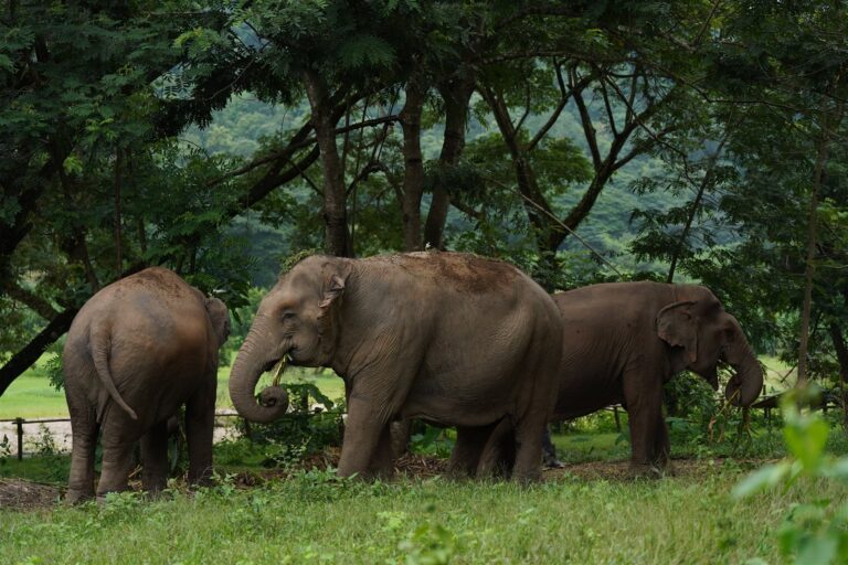 Three elephants grazing together in the Mae Taeng jungle, Chiang Mai