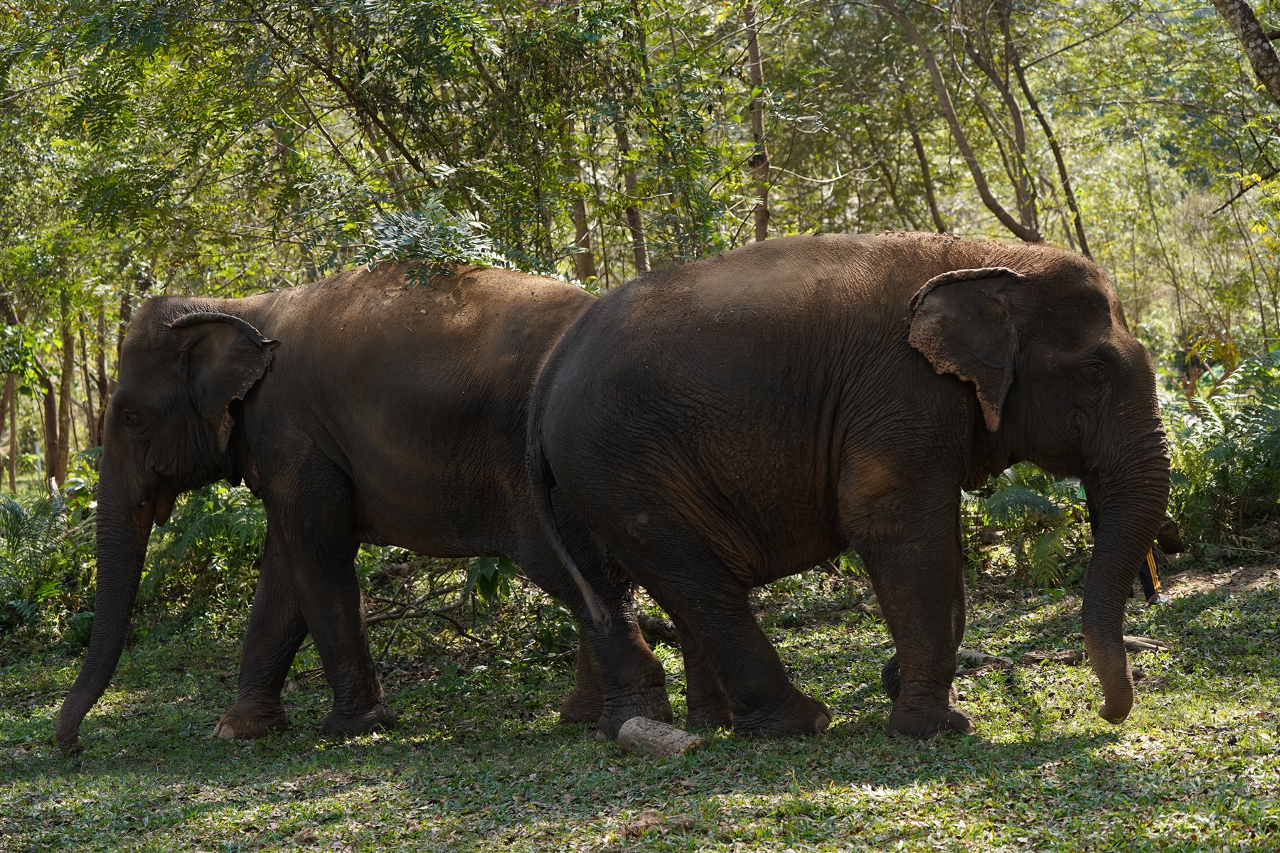 Two elephants walking freely through the forest in Mae Taeng, Chiang Mai