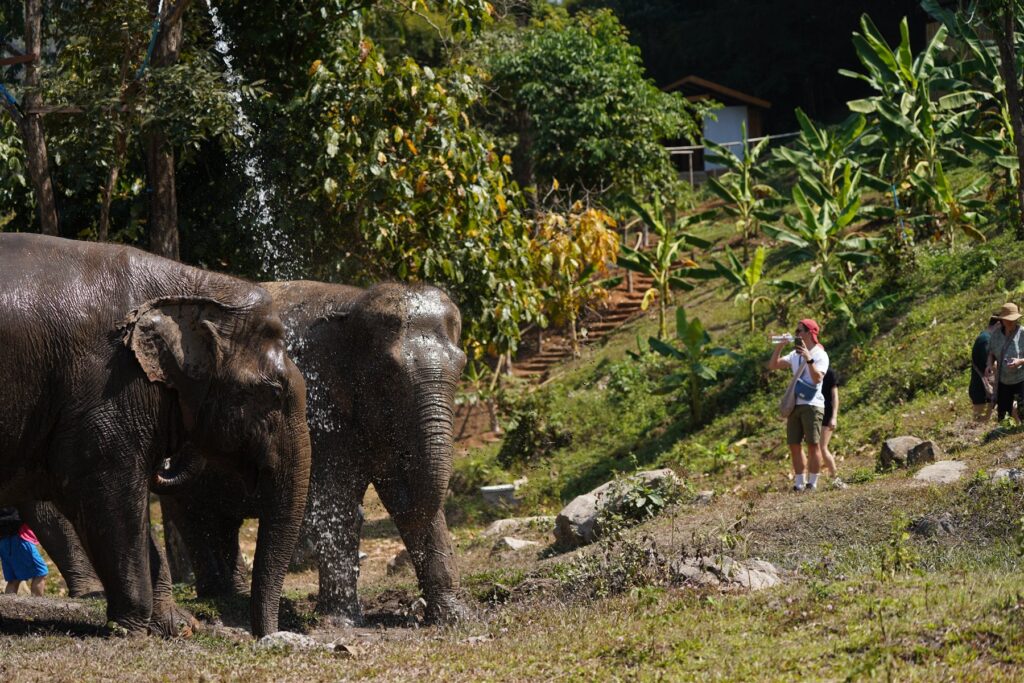 Visitors watching elephants from a respectful distance