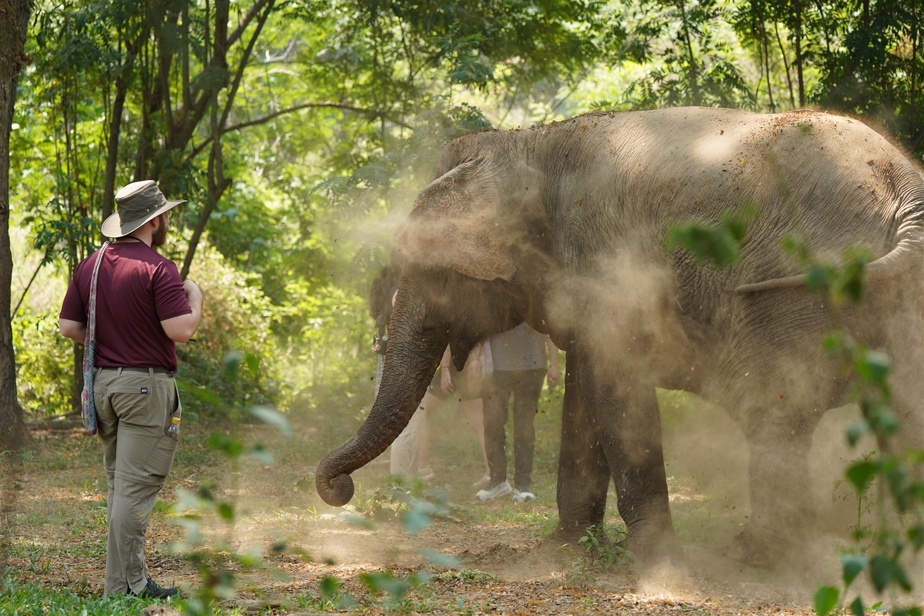A visitor observing an elephant dust-bathing in the jungle, Chiang Mai