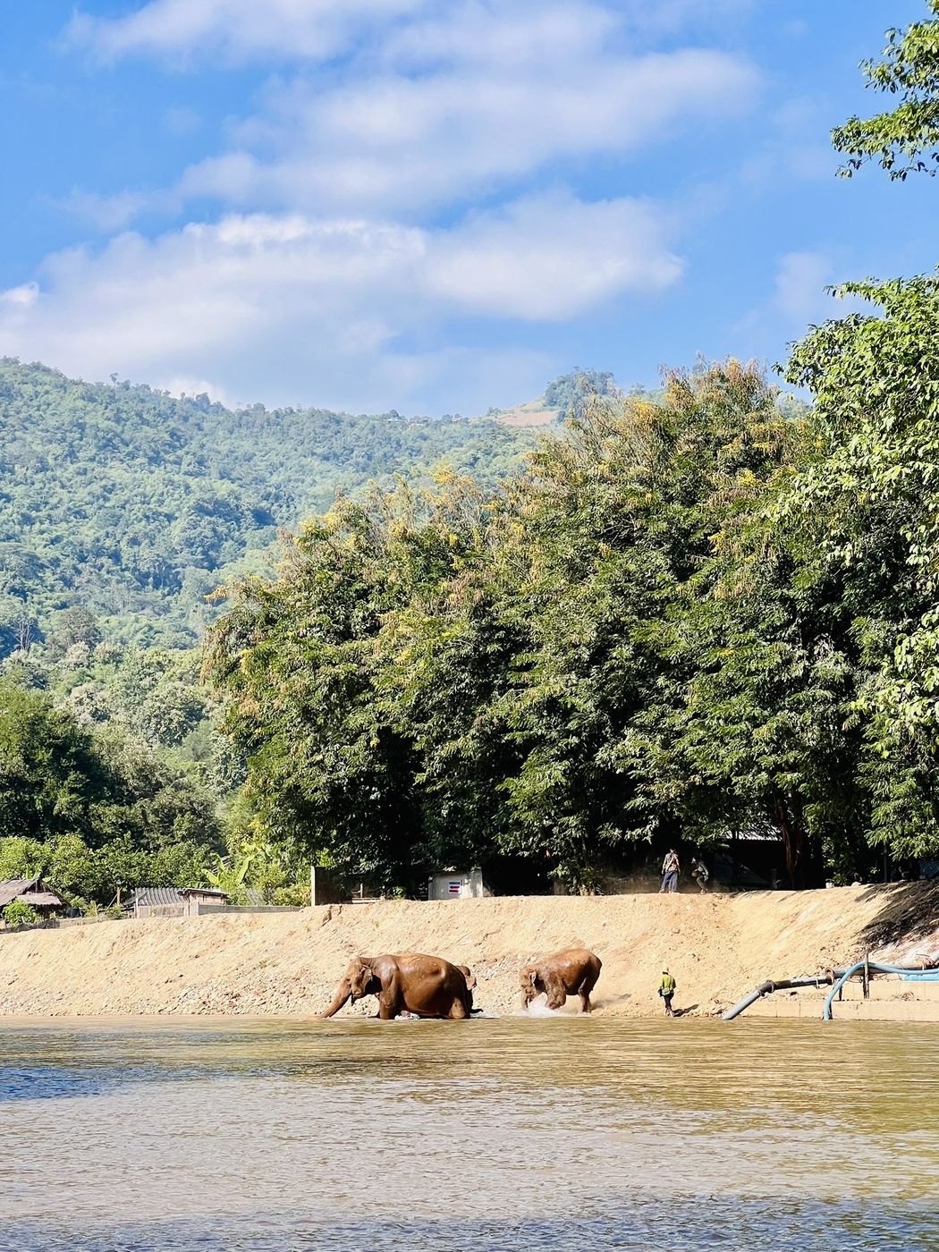 Two elephants on the far riverbank, seen from the water while floating past